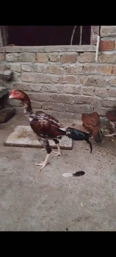 3  madia 1 patha 1 bari madi 2 pathiya 1 patha gand jor mazboot achi