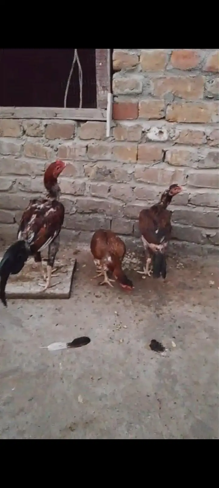 3  madia 1 patha 1 bari madi 2 pathiya 1 patha gand jor mazboot achi — photo 4