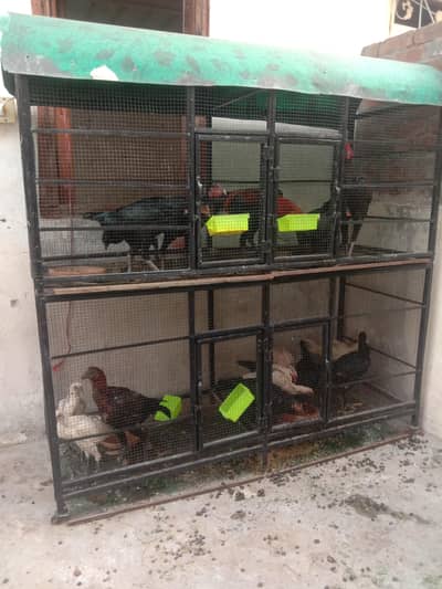 big cage for hen