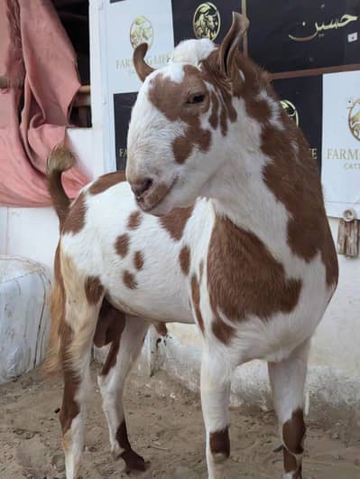 Tedda breeder and longtail ramp sheep