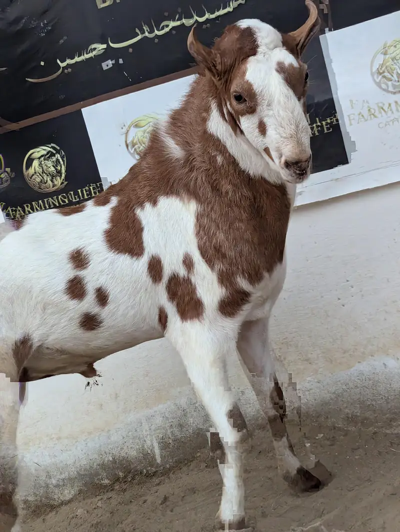 Tedda breeder and longtail ramp sheep — photo 3