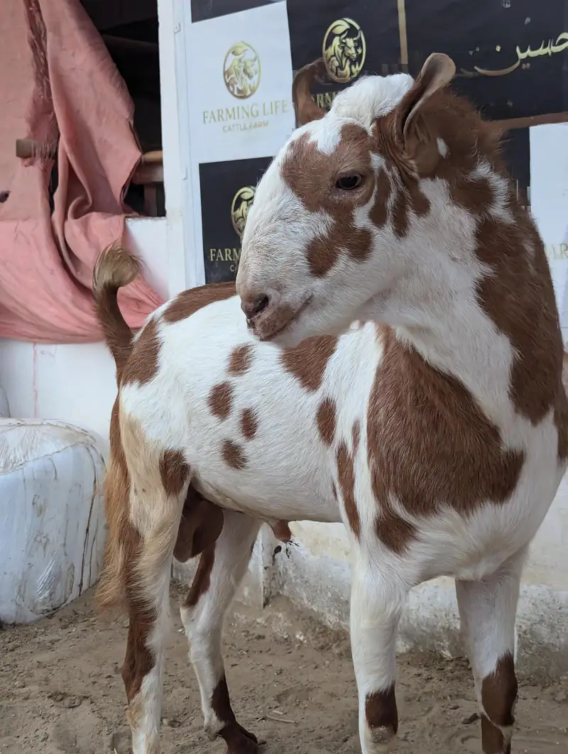 Tedda breeder and longtail ramp sheep — photo 4