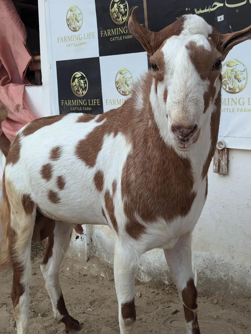 Tedda breeder and longtail ramp sheep — photo 5
