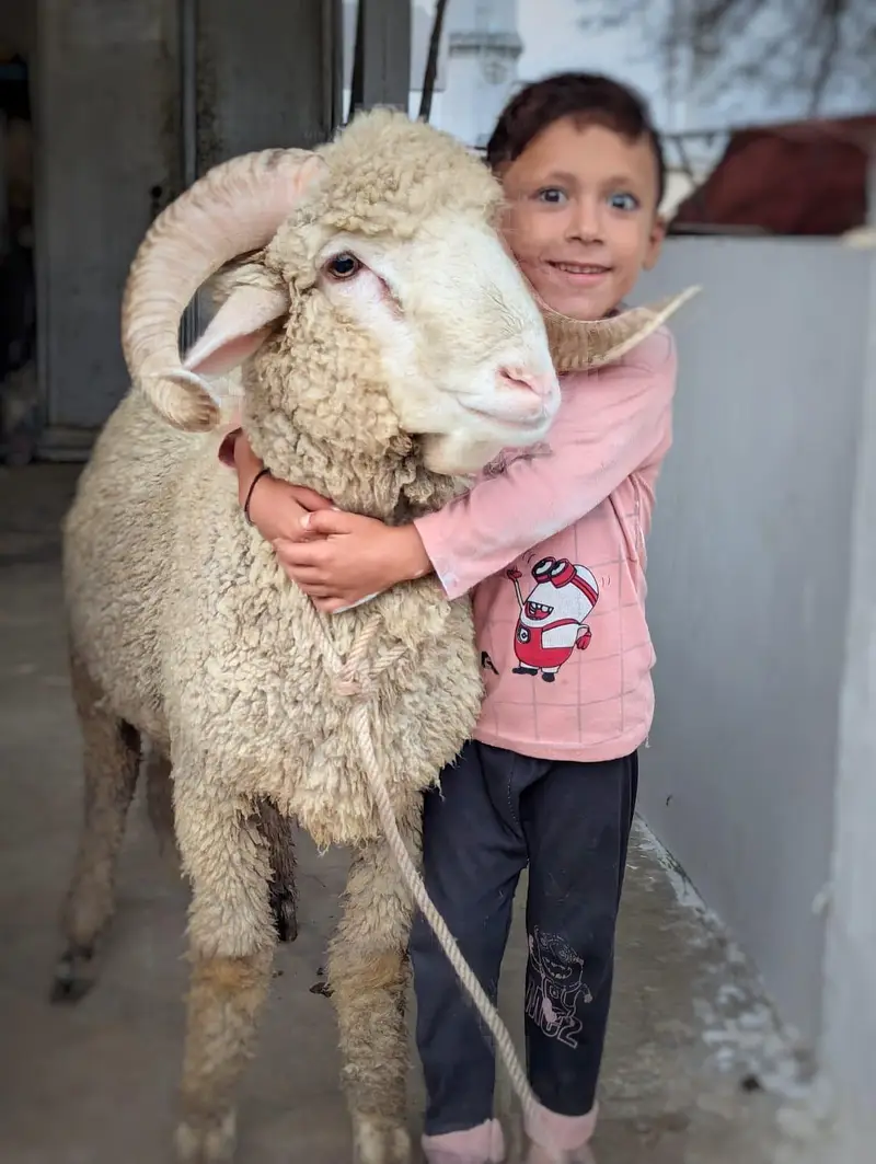 Tedda breeder and longtail ramp sheep — photo 8