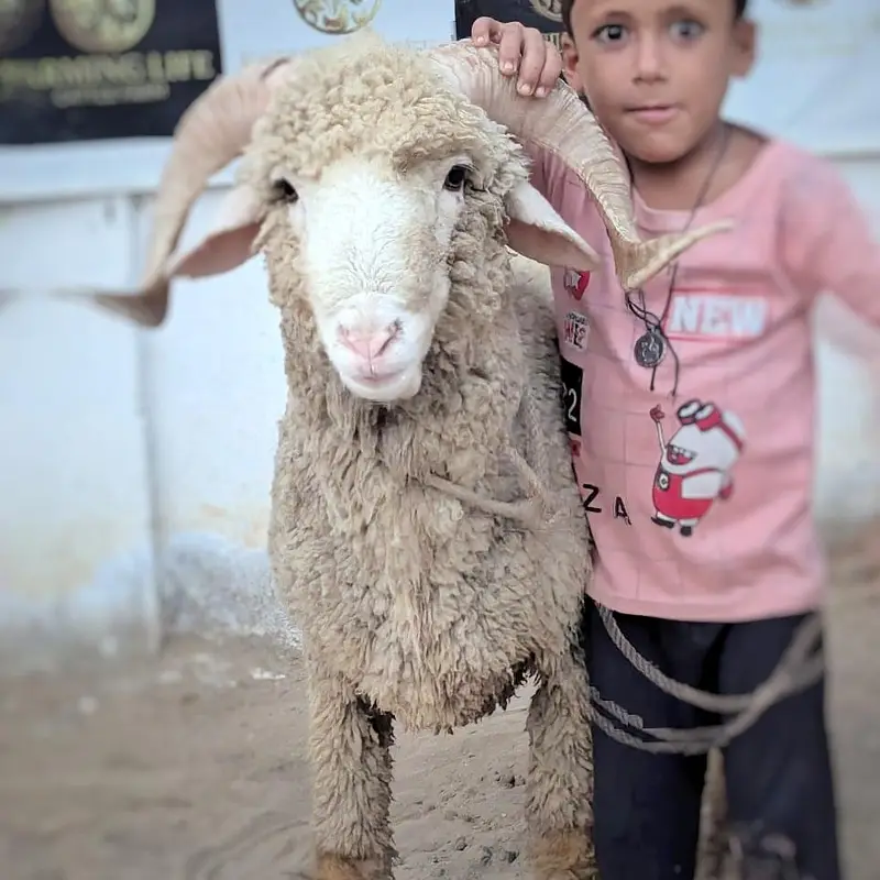 Tedda breeder and longtail ramp sheep — photo 9