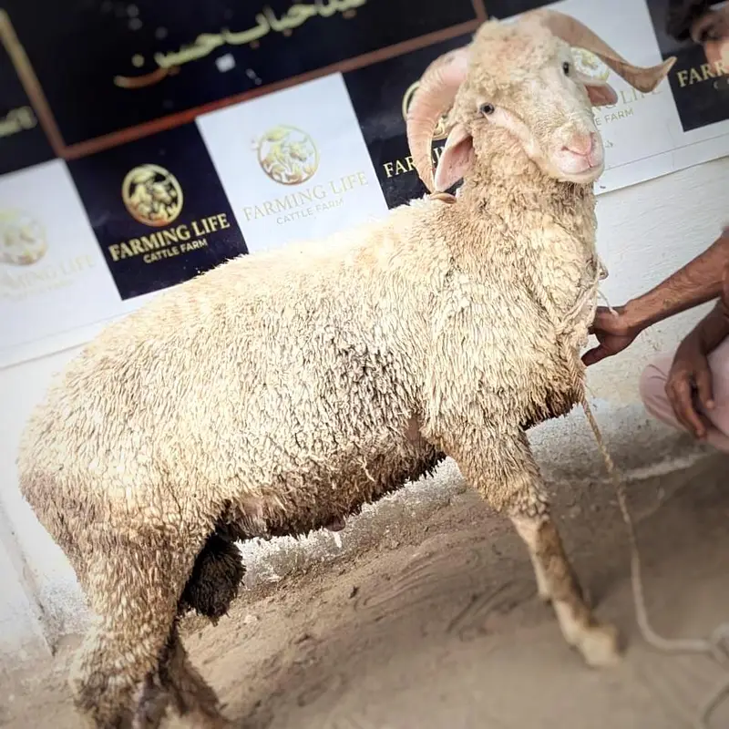 Tedda breeder and longtail ramp sheep — photo 10