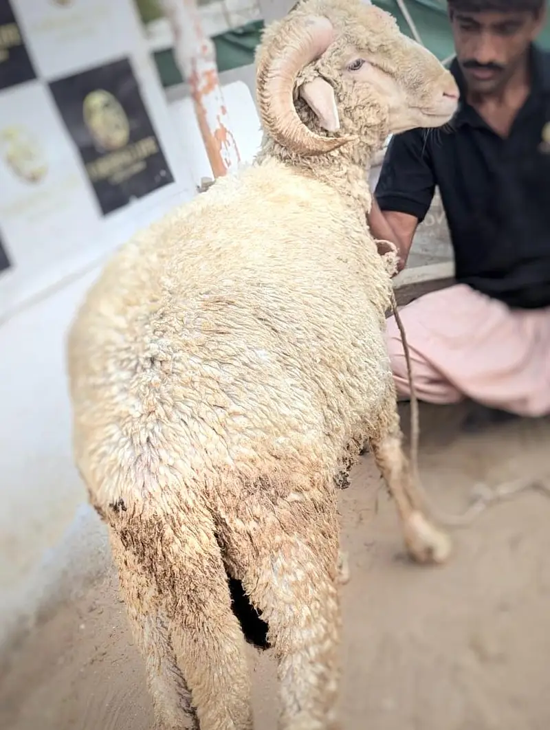 Tedda breeder and longtail ramp sheep — photo 11