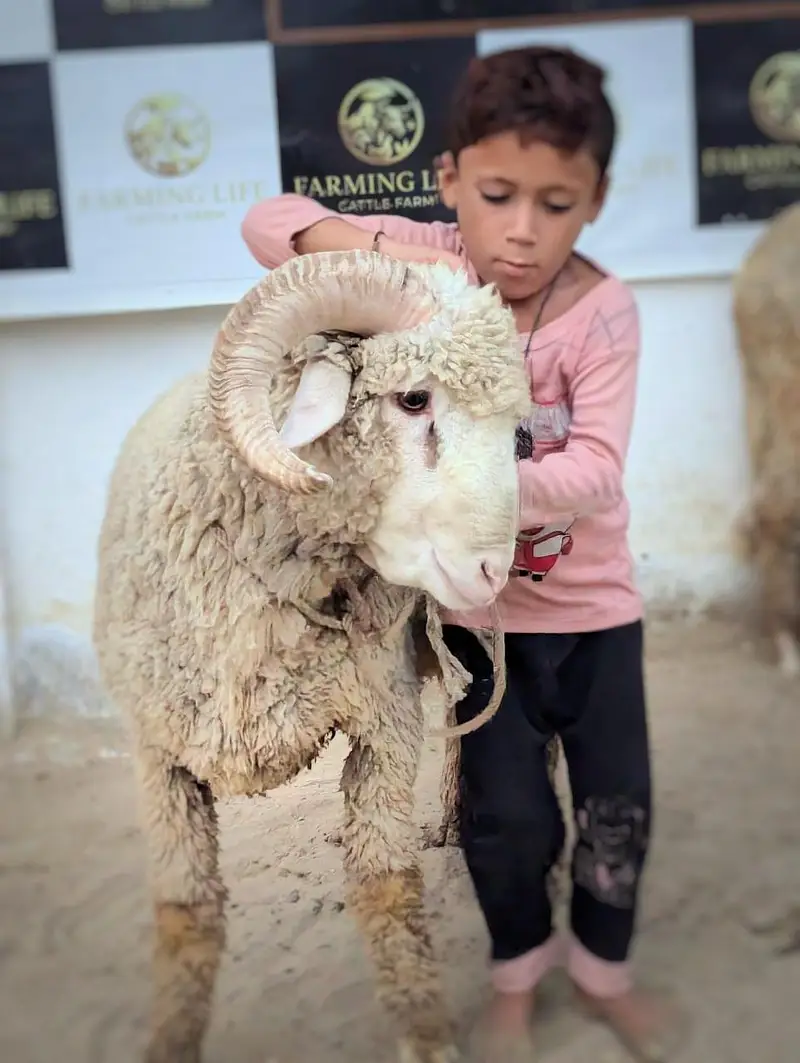 Tedda breeder and longtail ramp sheep — photo 12