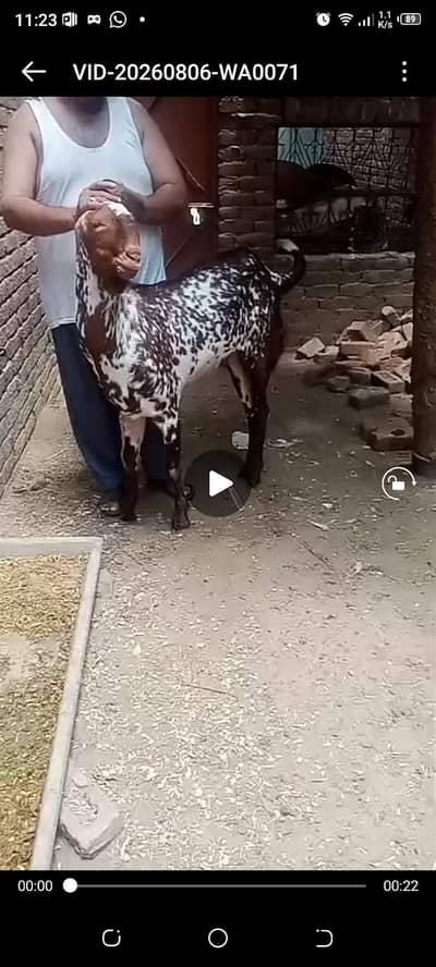 1 bkra sale