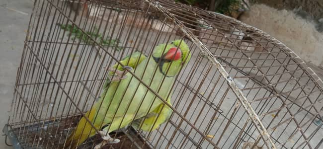 Talking parrot