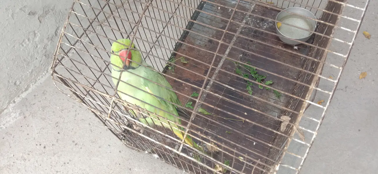 Talking parrot — photo 2