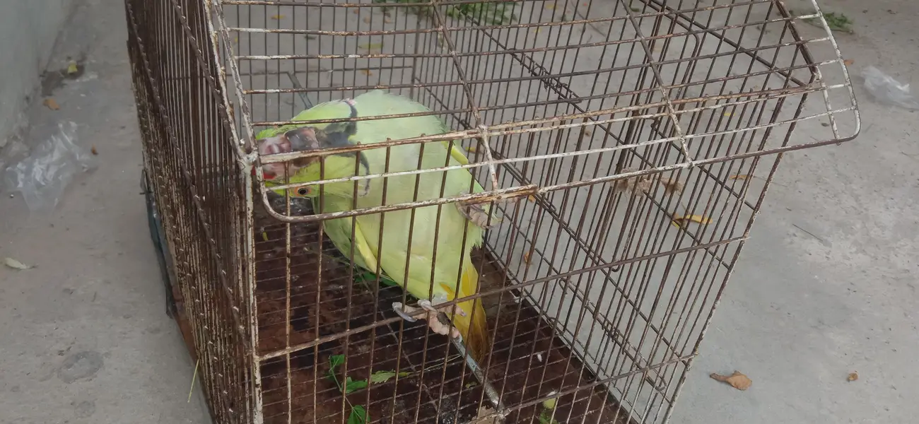 Talking parrot — photo 3