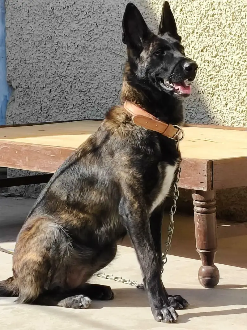 Dutch Shepherd