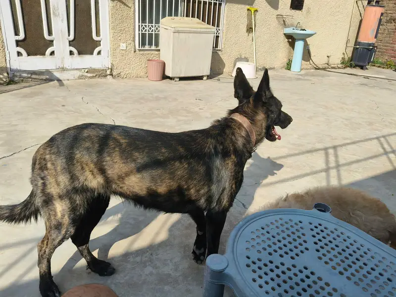 Dutch Shepherd — photo 2
