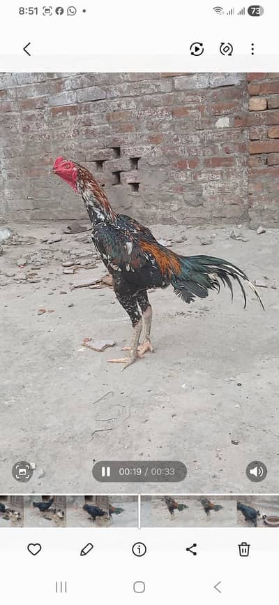 derygen coras