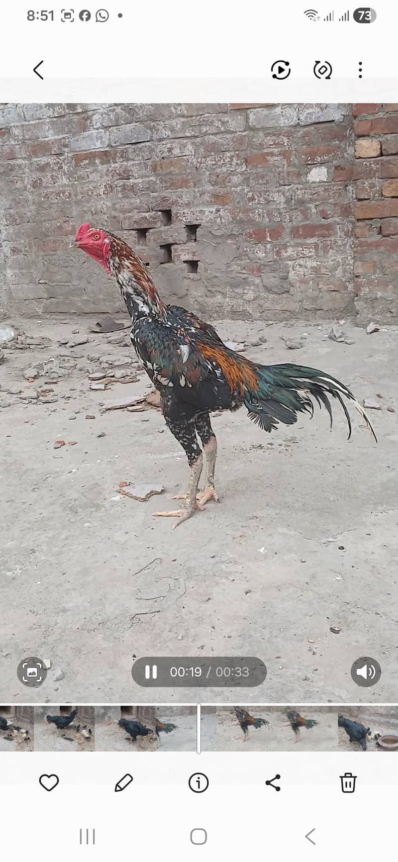 derygen coras 0