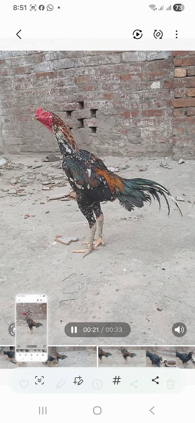 derygen coras 1