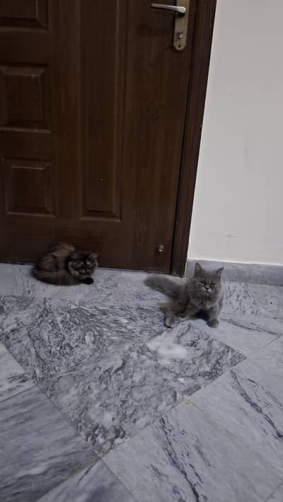 Persian triple coat kittens pair for sale