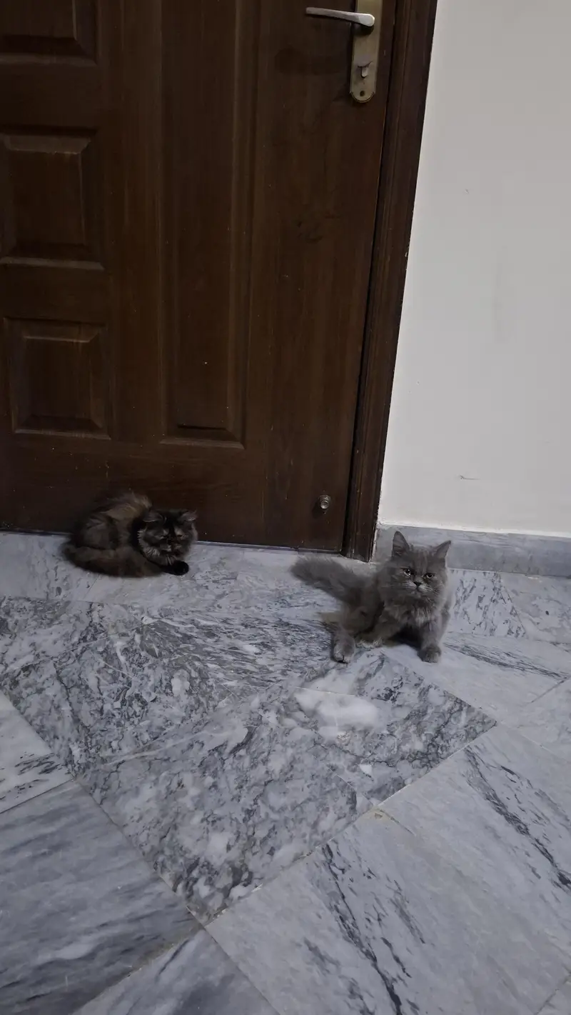 Persian triple coat kittens pair for sale