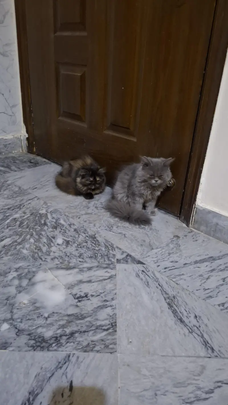 Persian triple coat kittens pair for sale — photo 2