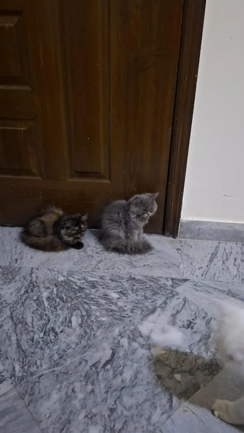 Persian triple coat kittens pair for sale — photo 3