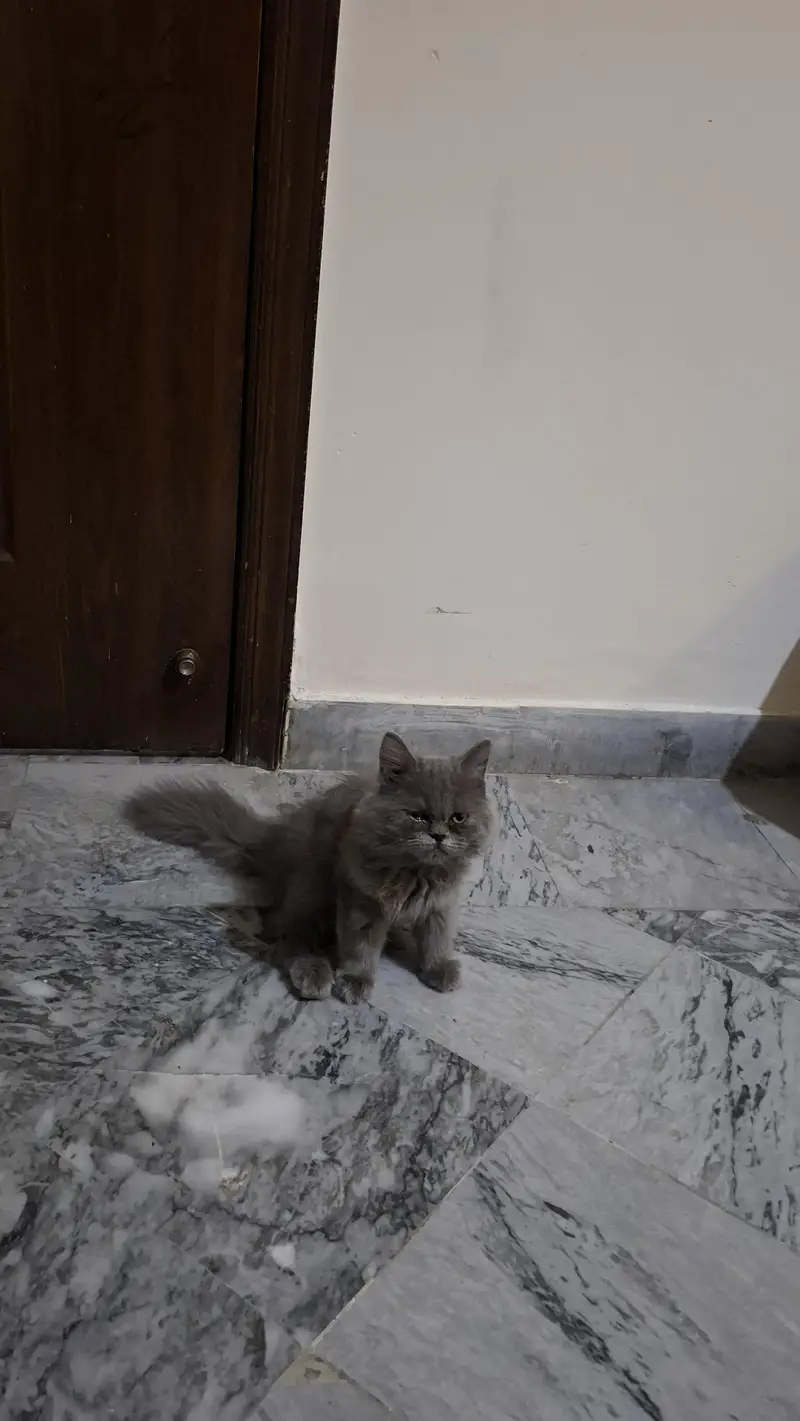 Persian triple coat kittens pair for sale — photo 4