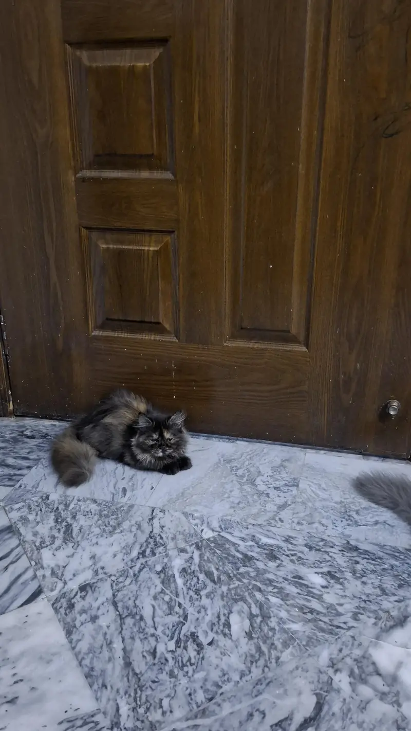 Persian triple coat kittens pair for sale — photo 5