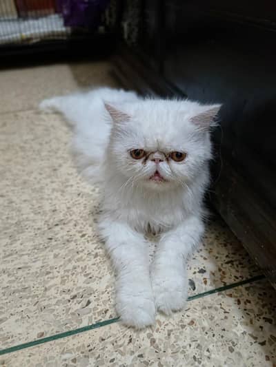piki face breedar cat
