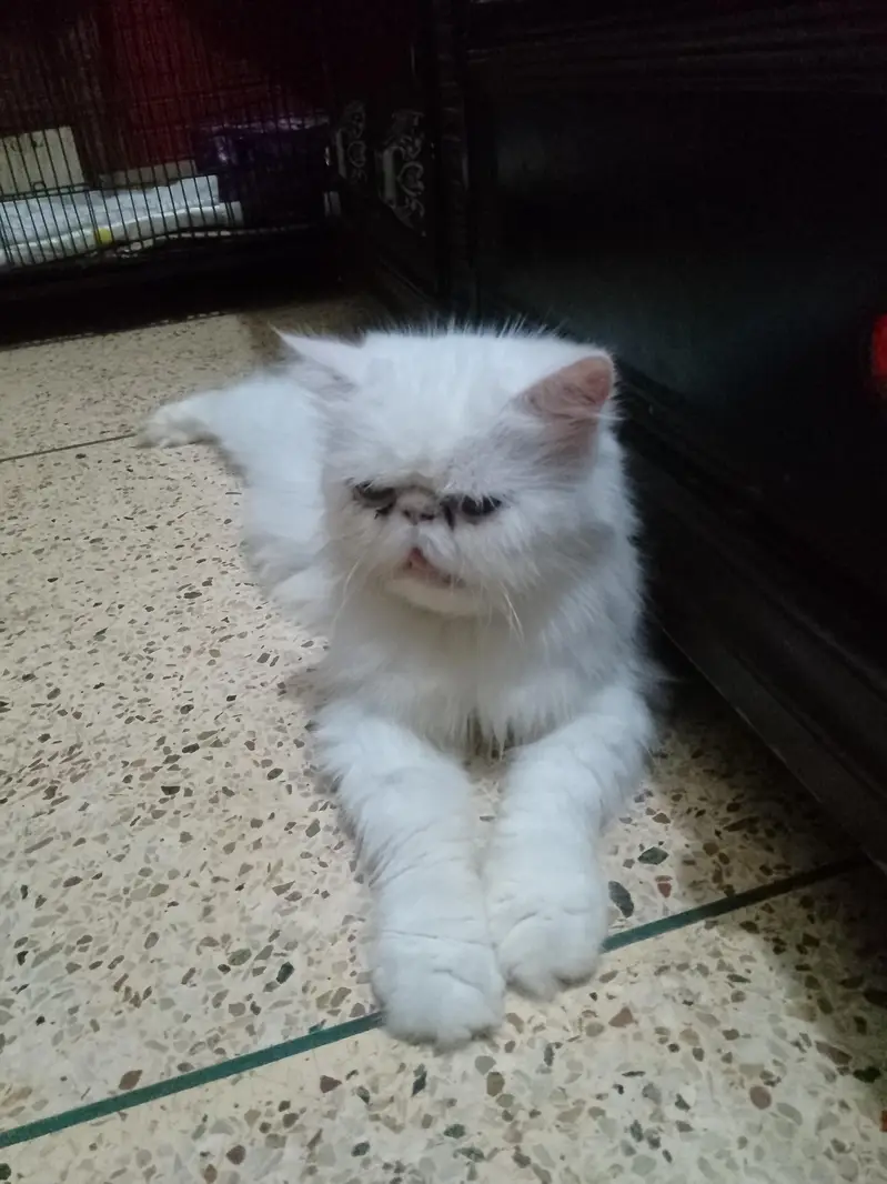piki face breedar cat — photo 2