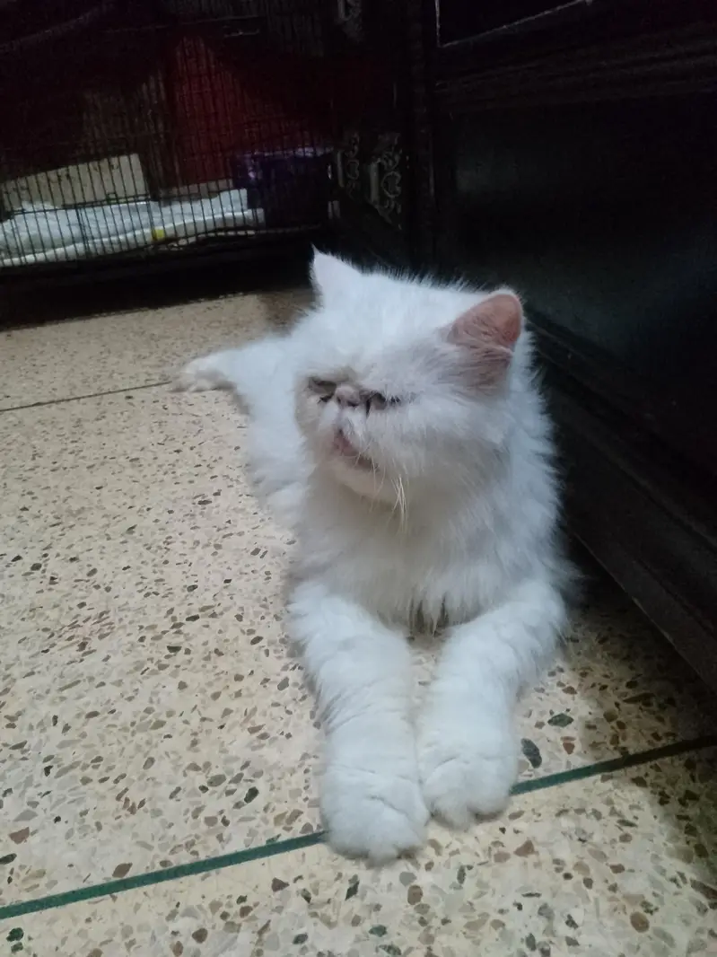 piki face breedar cat — photo 3