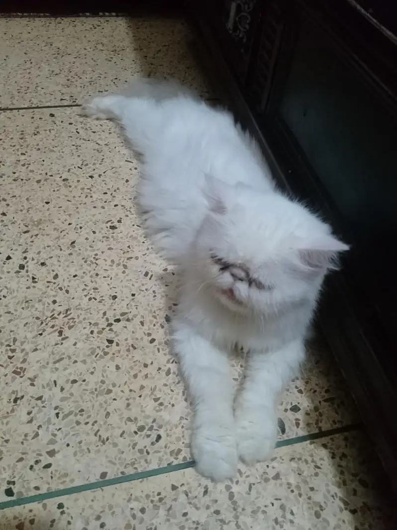 piki face breedar cat — photo 4