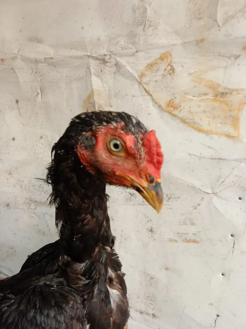 Top quality bird's — photo 3
