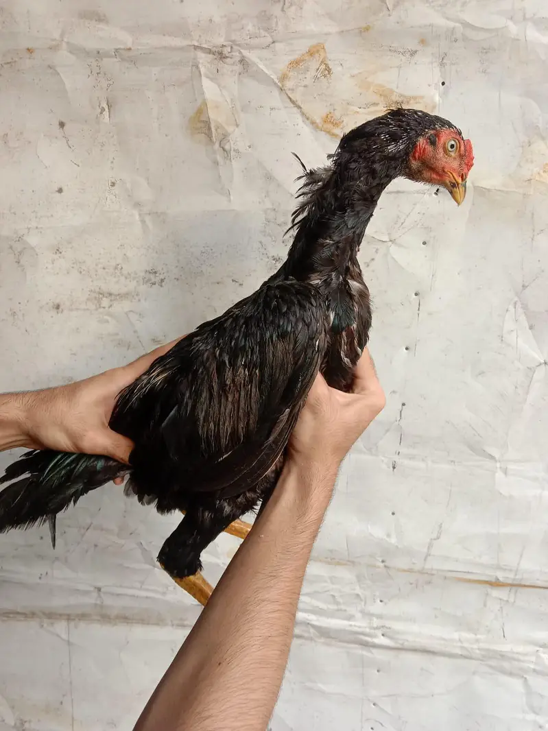 Top quality bird's — photo 4