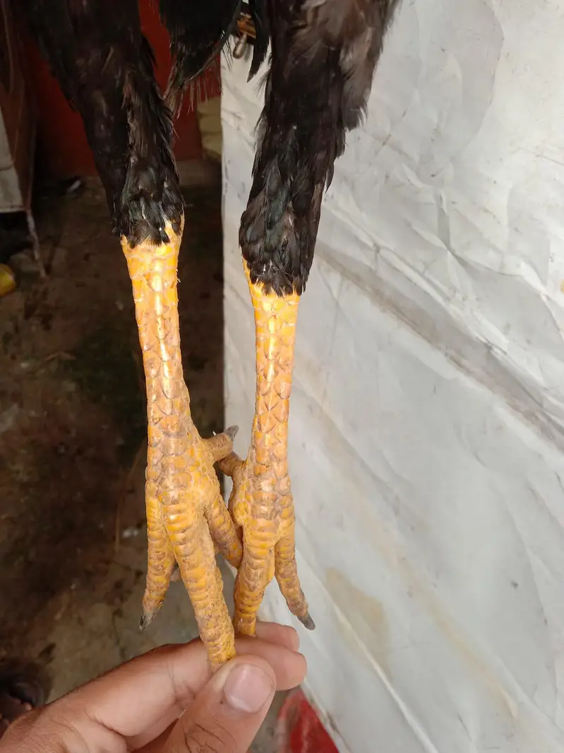 Top quality bird's — photo 7