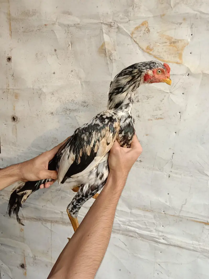 Top quality bird's — photo 8