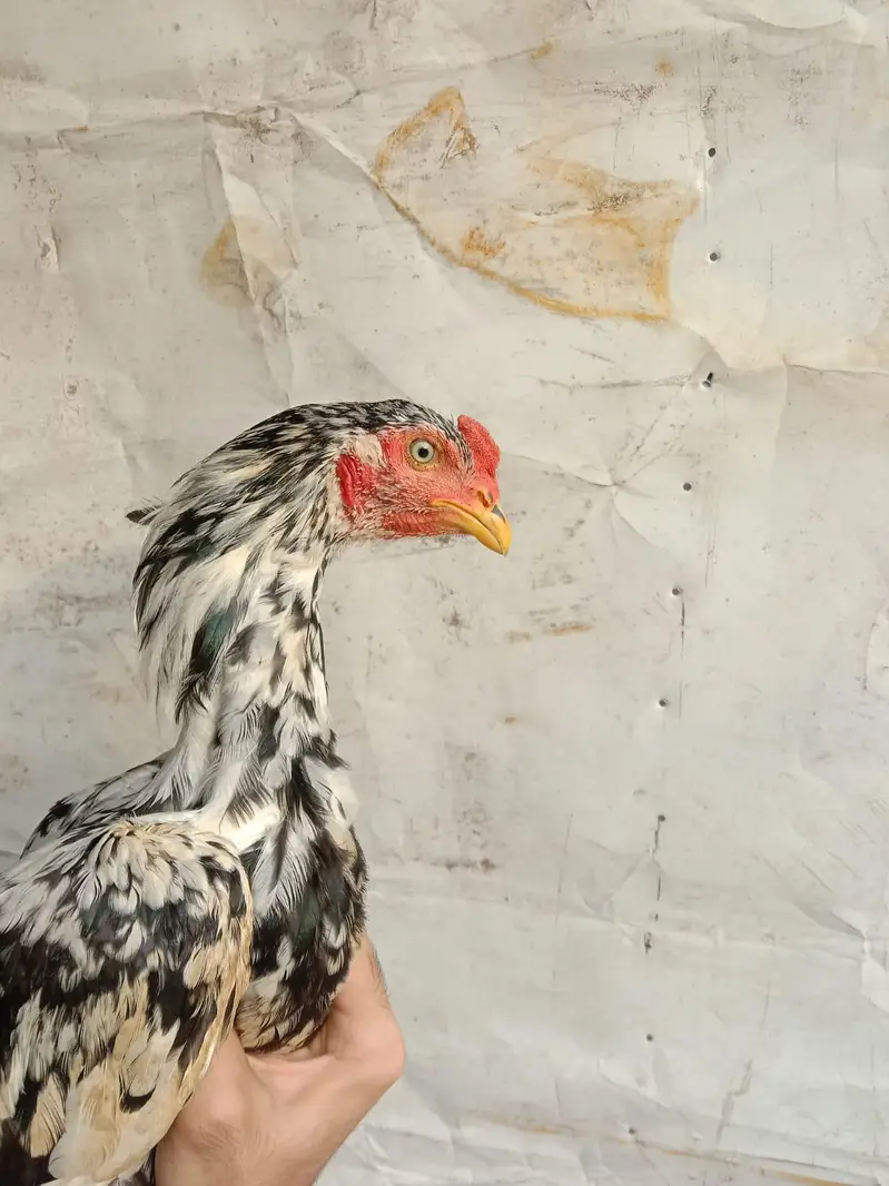 Top quality bird's — photo 9