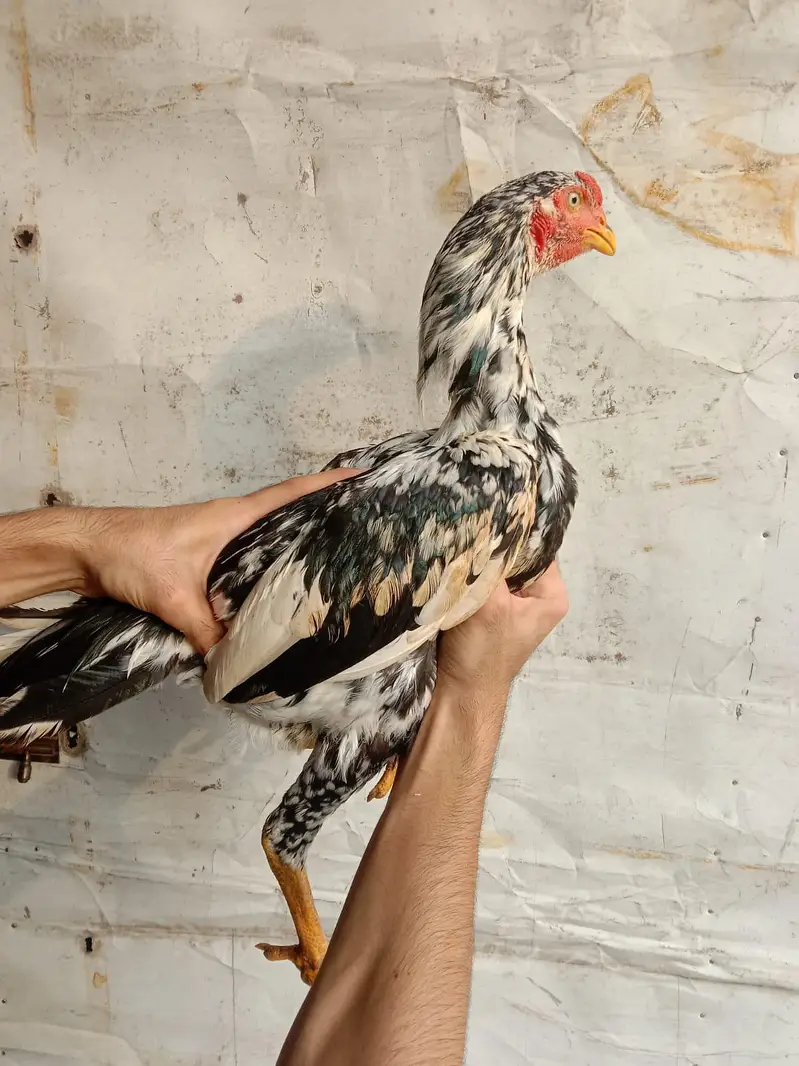 Top quality bird's — photo 10