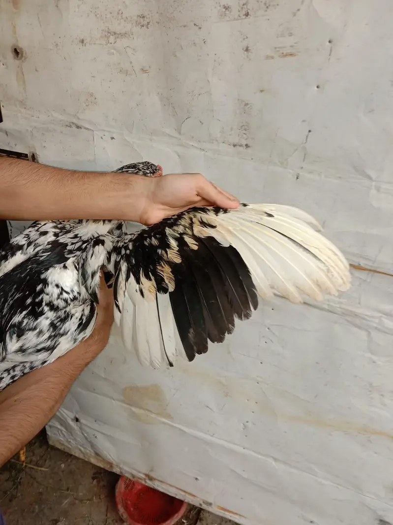 Top quality bird's — photo 11