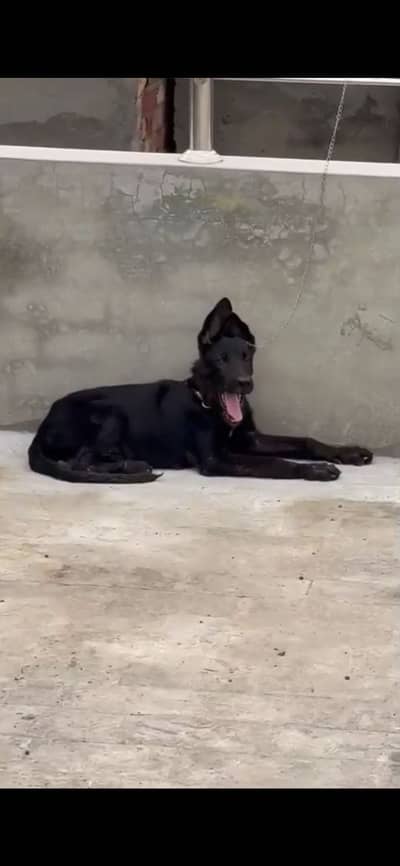 Black German shepherd