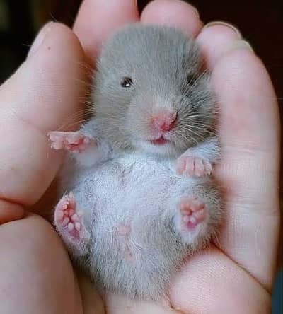 Hamster babies