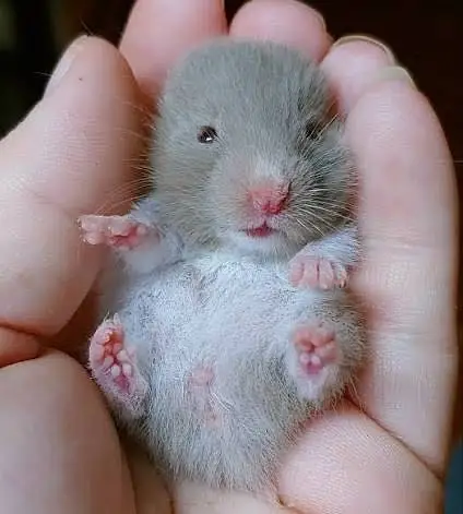 Hamster babies
