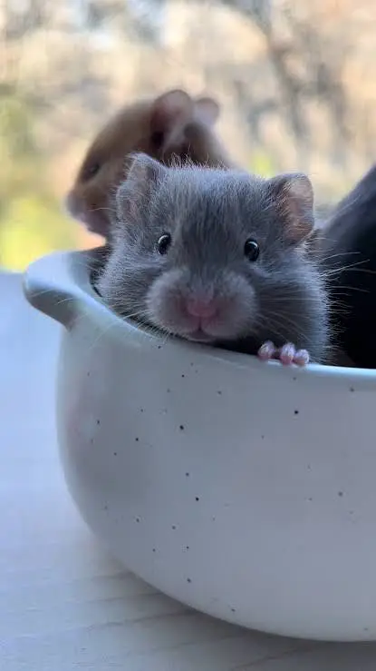 Hamster babies — photo 2