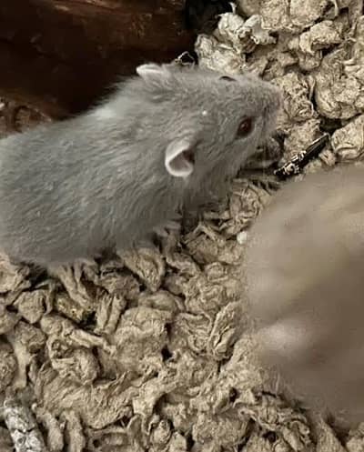 Hamster babies