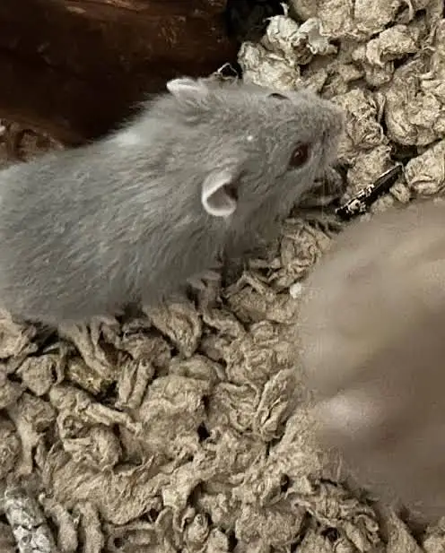 Hamster babies — photo 3