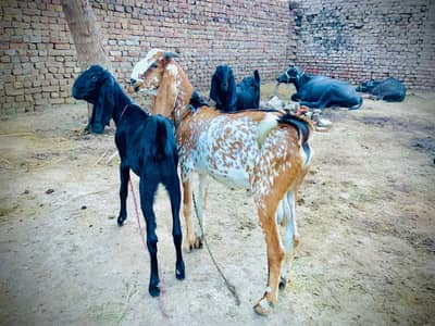 Goat for sale