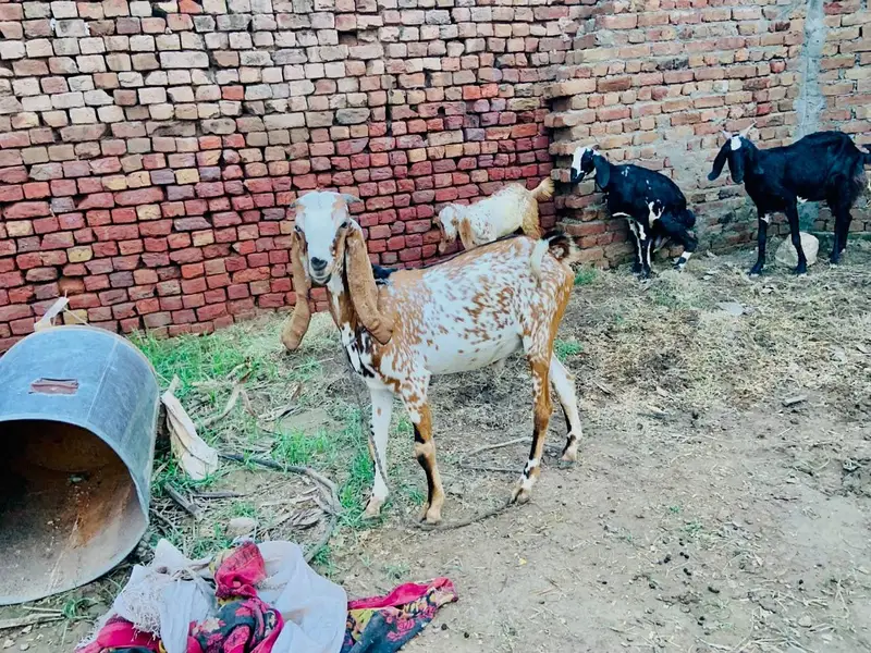 Goat for sale — photo 2