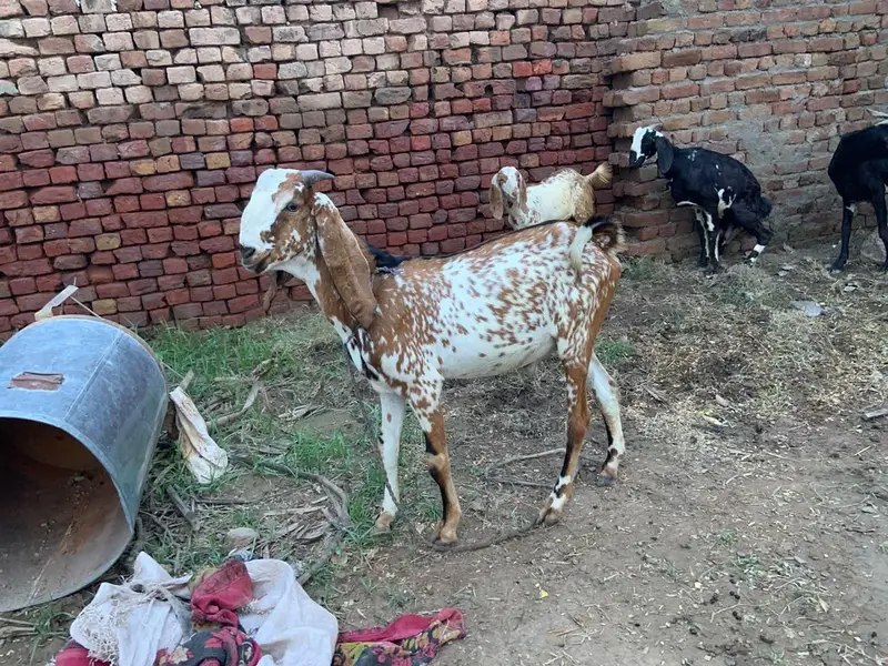 Goat for sale — photo 4