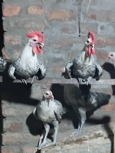 pure misri faumi male for hens