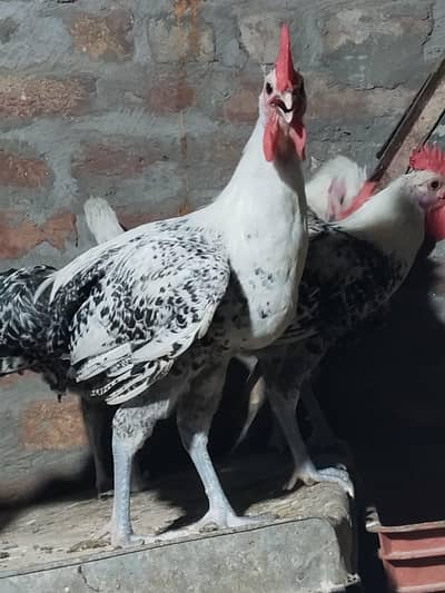 pure misri faumi male for hens