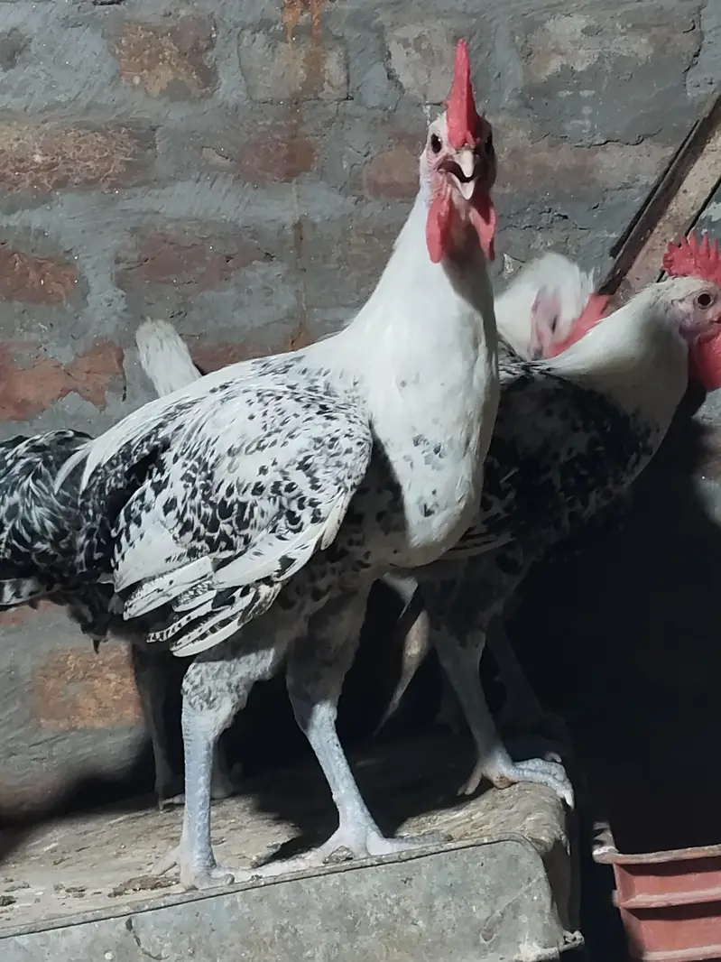 pure misri faumi male for hens — photo 2